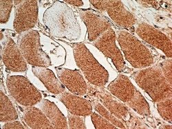 MUL1 Antibody (5H6.2D5) - Azide and BSA Free, Novus Biologicals 0.1 mg;